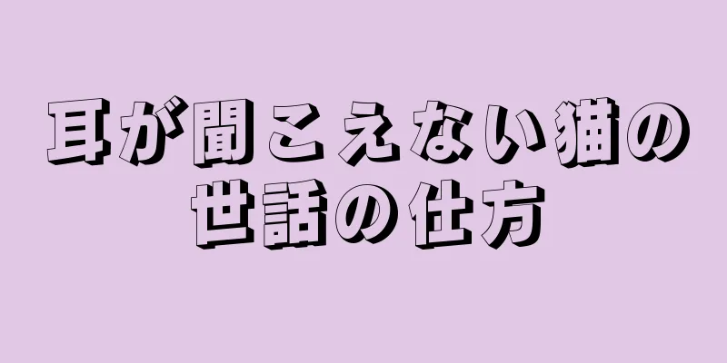 耳が聞こえない猫の世話の仕方