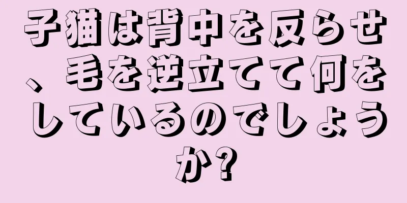 子猫は背中を反らせ、毛を逆立てて何をしているのでしょうか?