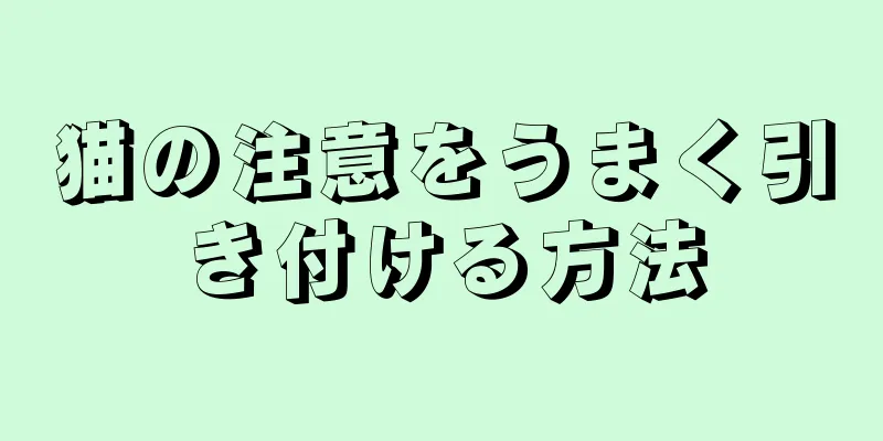 猫の注意をうまく引き付ける方法