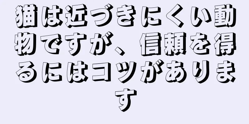 猫は近づきにくい動物ですが、信頼を得るにはコツがあります