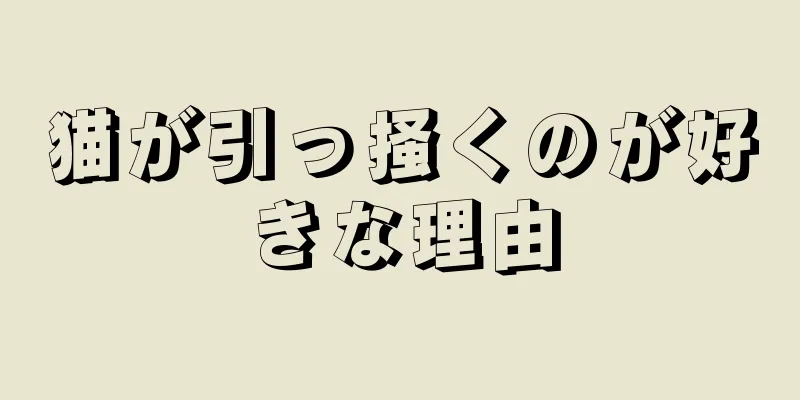 猫が引っ掻くのが好きな理由