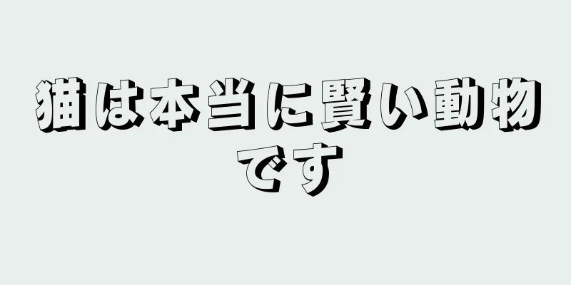 猫は本当に賢い動物です