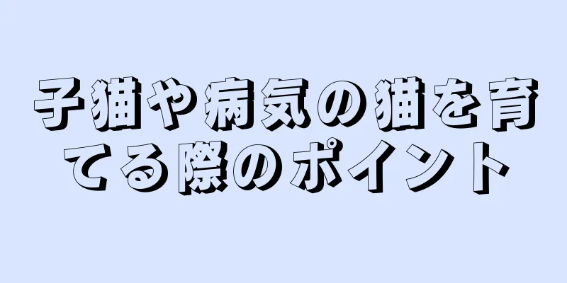 子猫や病気の猫を育てる際のポイント