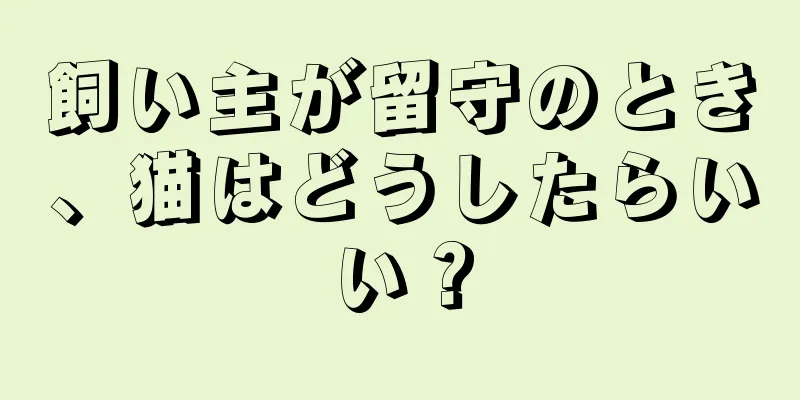 飼い主が留守のとき、猫はどうしたらいい？