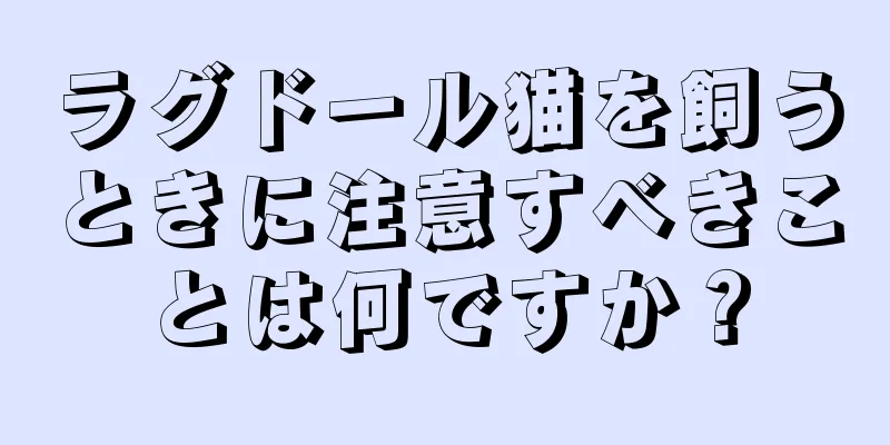 ラグドール猫を飼うときに注意すべきことは何ですか？
