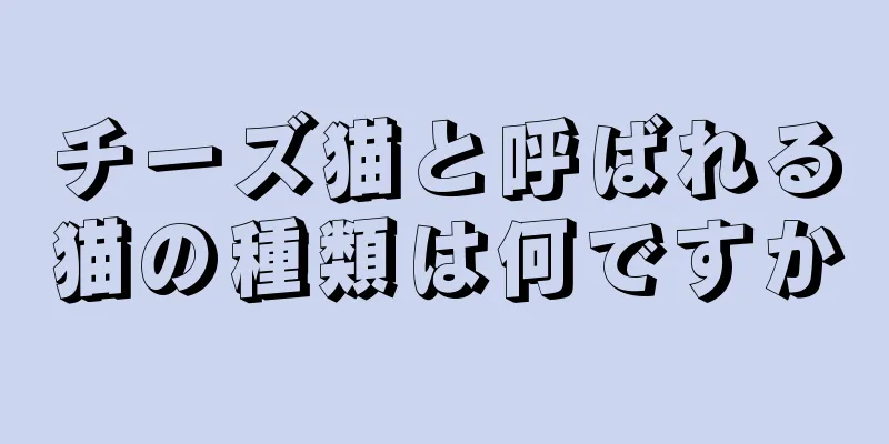 チーズ猫と呼ばれる猫の種類は何ですか