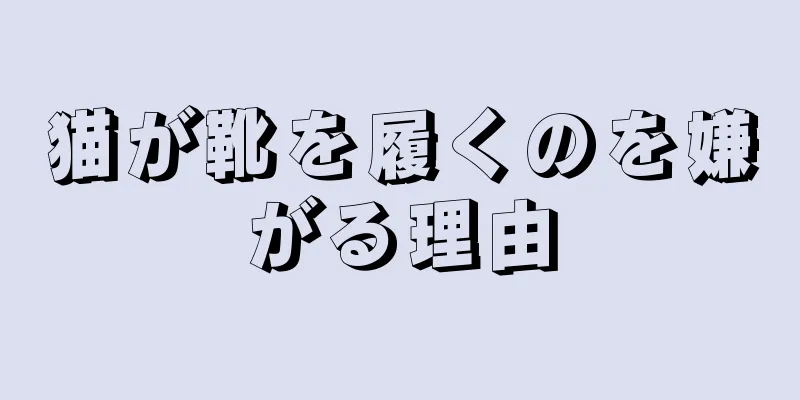 猫が靴を履くのを嫌がる理由