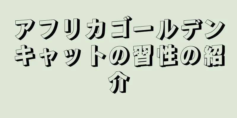 アフリカゴールデンキャットの習性の紹介