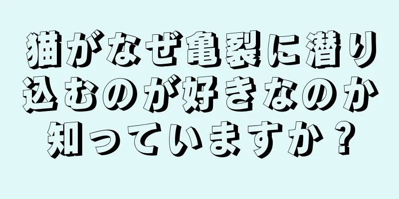 猫がなぜ亀裂に潜り込むのが好きなのか知っていますか？