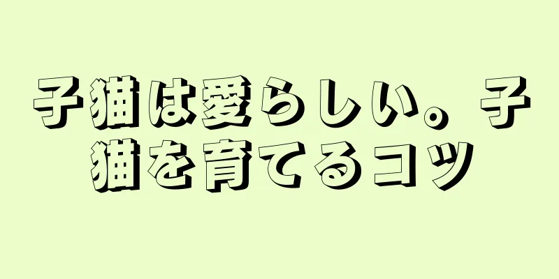 子猫は愛らしい。子猫を育てるコツ