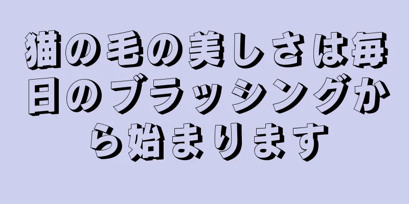 猫の毛の美しさは毎日のブラッシングから始まります