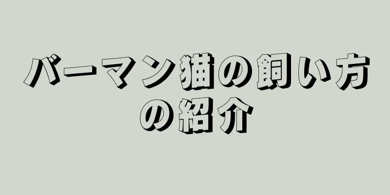 バーマン猫の飼い方の紹介
