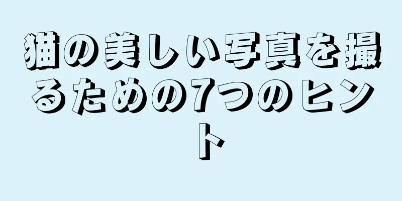猫の美しい写真を撮るための7つのヒント
