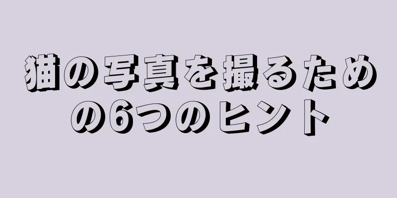 猫の写真を撮るための6つのヒント