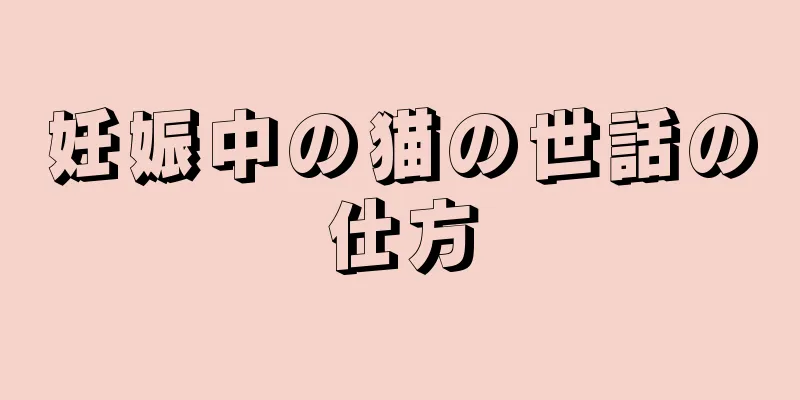 妊娠中の猫の世話の仕方