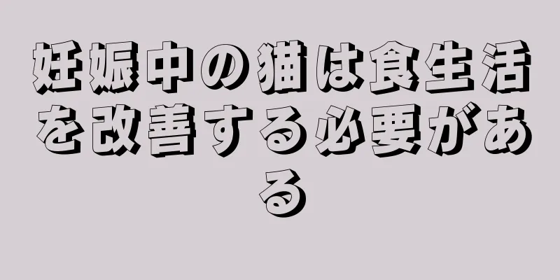 妊娠中の猫は食生活を改善する必要がある
