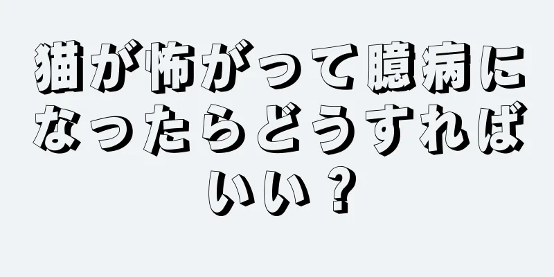 猫が怖がって臆病になったらどうすればいい？