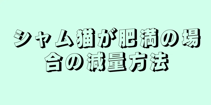シャム猫が肥満の場合の減量方法