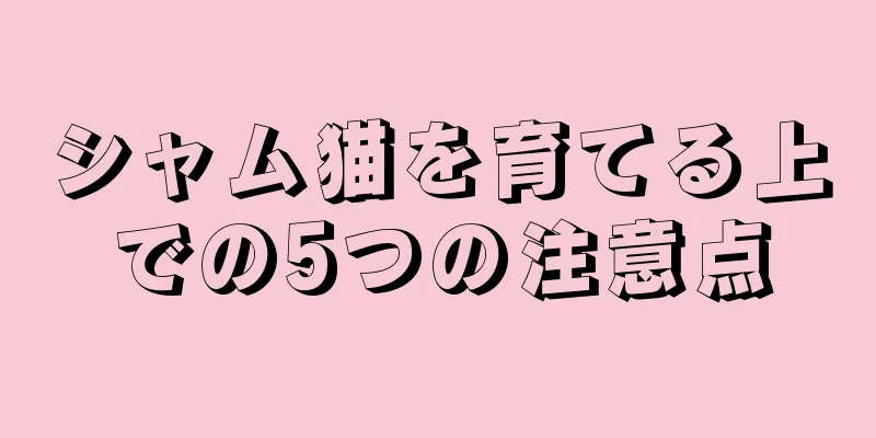 シャム猫を育てる上での5つの注意点