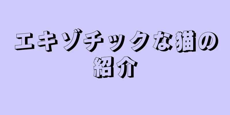 エキゾチックな猫の紹介