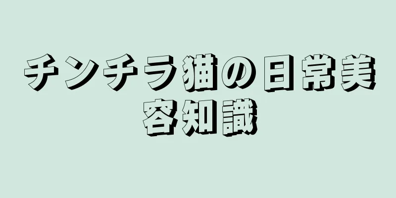 チンチラ猫の日常美容知識
