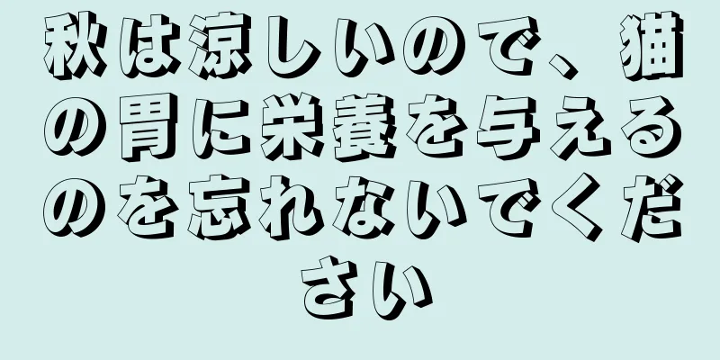 秋は涼しいので、猫の胃に栄養を与えるのを忘れないでください