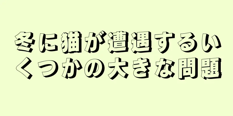 冬に猫が遭遇するいくつかの大きな問題