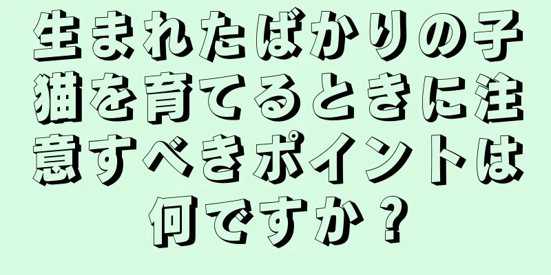 生まれたばかりの子猫を育てるときに注意すべきポイントは何ですか？