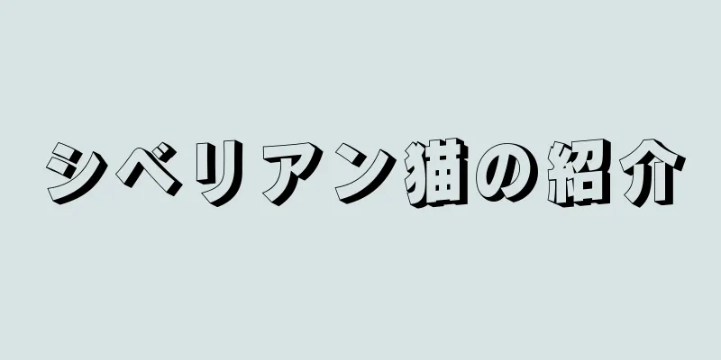 シベリアン猫の紹介