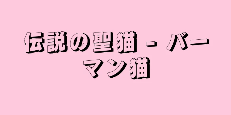 伝説の聖猫 - バーマン猫