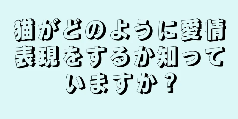 猫がどのように愛情表現をするか知っていますか？