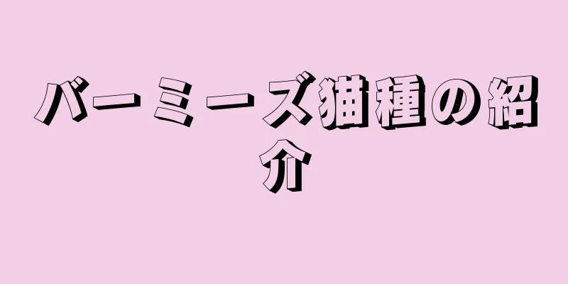 バーミーズ猫種の紹介