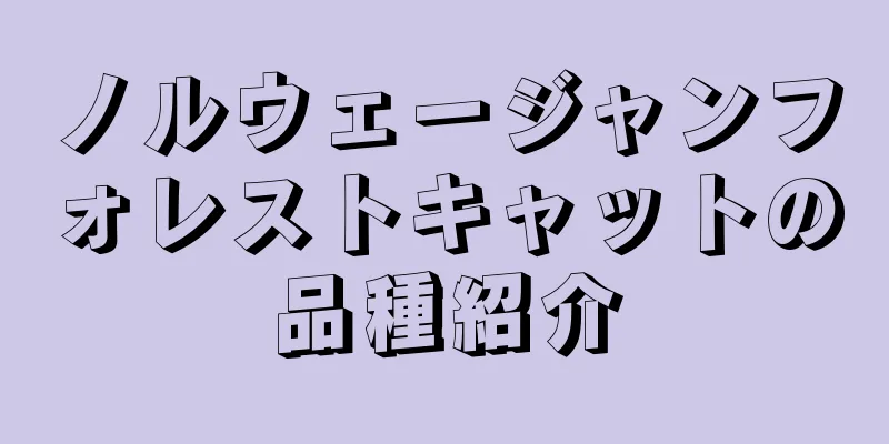 ノルウェージャンフォレストキャットの品種紹介