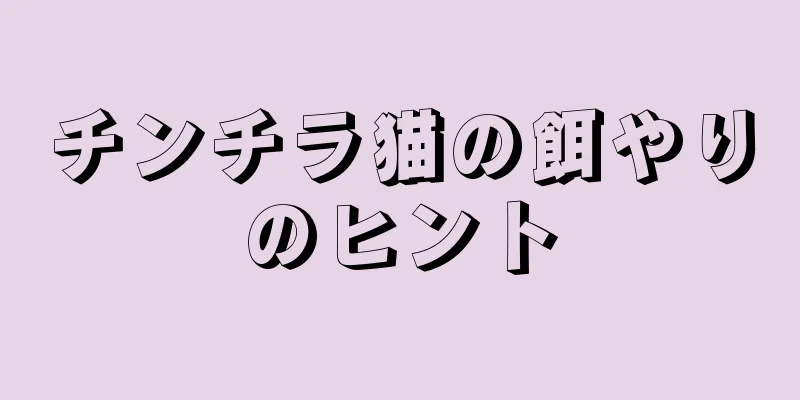 チンチラ猫の餌やりのヒント
