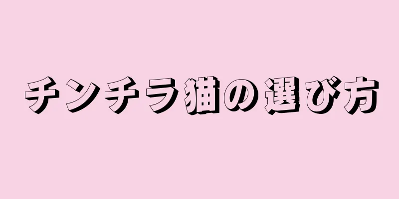チンチラ猫の選び方