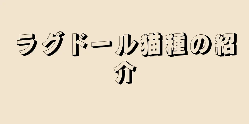 ラグドール猫種の紹介