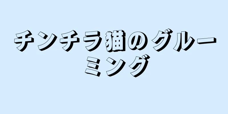 チンチラ猫のグルーミング