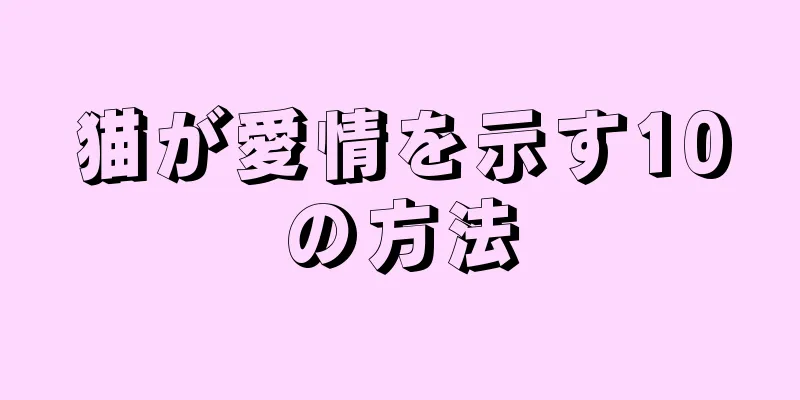 猫が愛情を示す10の方法