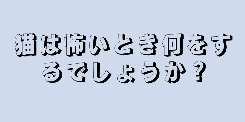 猫は怖いとき何をするでしょうか？
