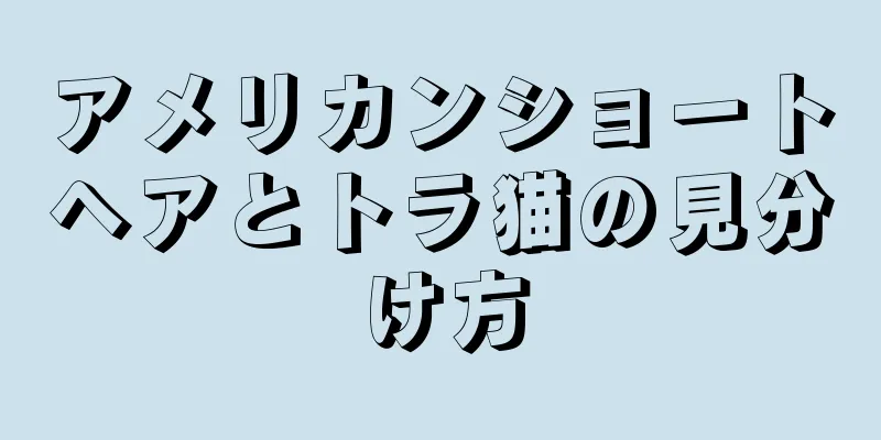 アメリカンショートヘアとトラ猫の見分け方