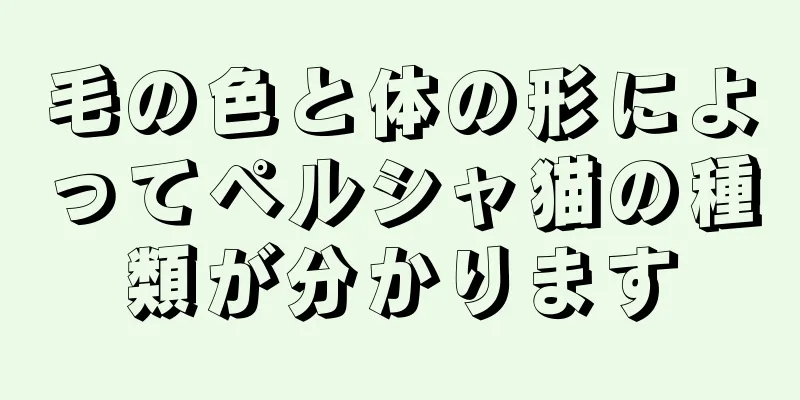 毛の色と体の形によってペルシャ猫の種類が分かります