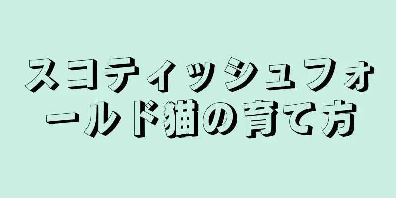スコティッシュフォールド猫の育て方