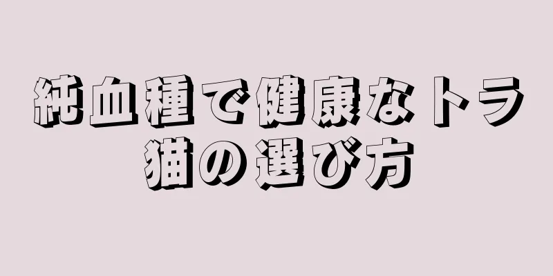 純血種で健康なトラ猫の選び方