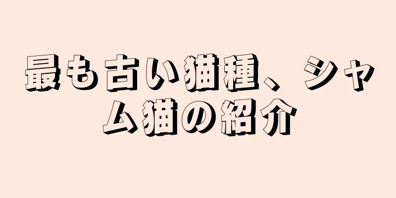 最も古い猫種、シャム猫の紹介