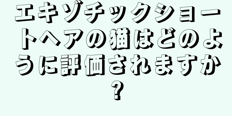 エキゾチックショートヘアの猫はどのように評価されますか?