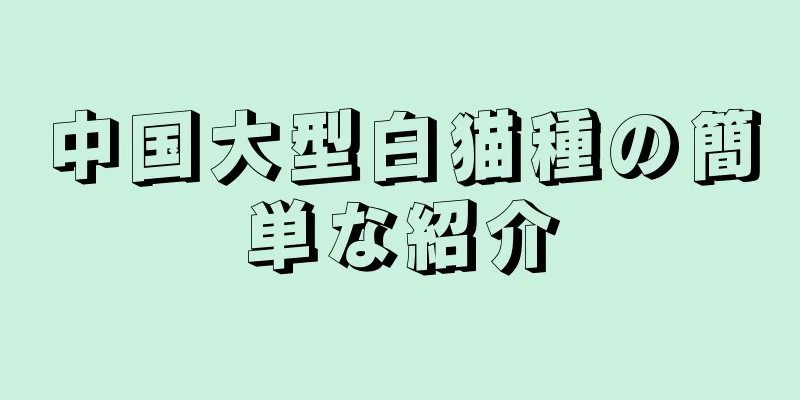 中国大型白猫種の簡単な紹介