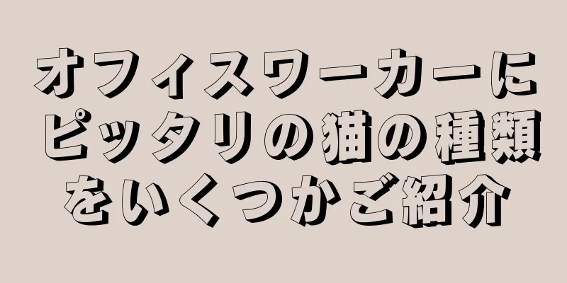 オフィスワーカーにピッタリの猫の種類をいくつかご紹介