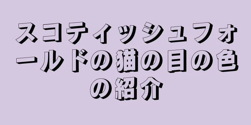 スコティッシュフォールドの猫の目の色の紹介