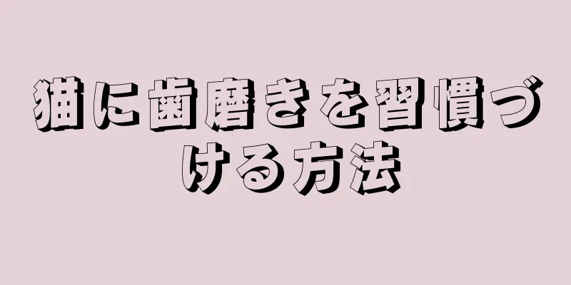 猫に歯磨きを習慣づける方法