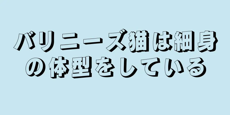 バリニーズ猫は細身の体型をしている